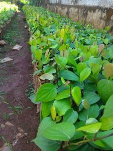 Hình ảnh Tiêu giống Vĩnh Linh (Vườn ươm Tiến Đạt)