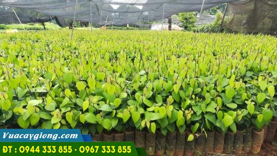 Kỹ thuật ươm tiêu giống đúng cách Kỹ thuật ươm tiêu giống đúng cách