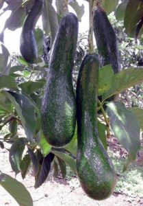 ban_cay_giong_bo_034_hinh_1