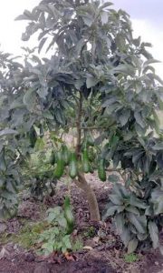 Cây giống bơ 034 ghép cho quả bói sau 3 năm trồng.