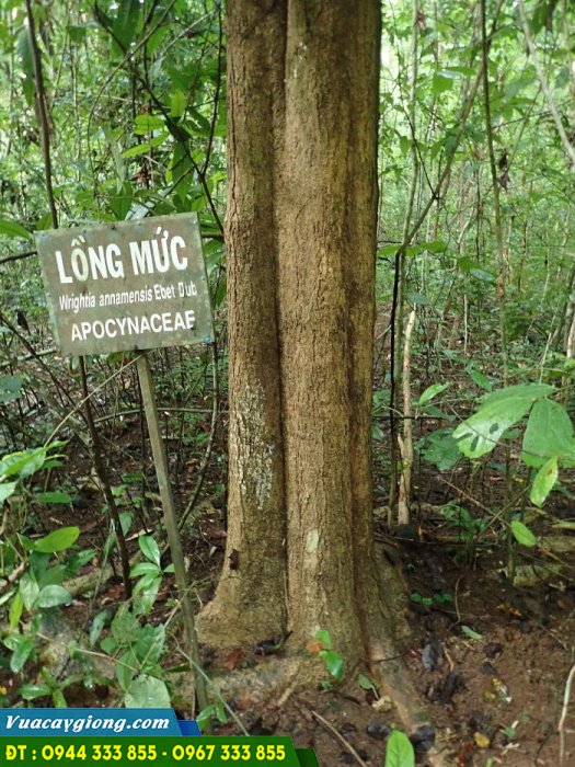 Wrightia_annamensis_cay_long_muc_thung_muc Cây lồng mức (Wrightia annamensis) còn gọi là cây thừng mực