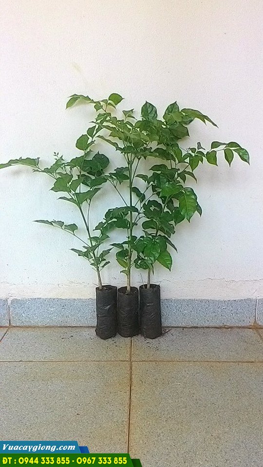 ban_cay_giong_nuc_nac_rung_la_nho Bán cây giống núc nác rừng lá nhỏ