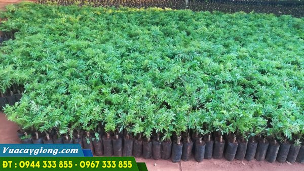 cây giống đinh lăng nếp lá nhỏ cây giống đinh lăng nếp lá nhỏ