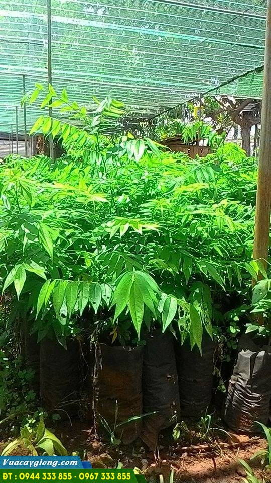 cay_giong_long_muc_h1 Cây giống lồng mức (thừng mực)