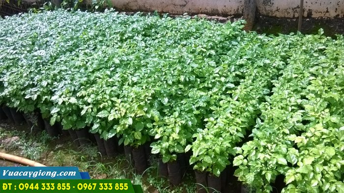 cay_giong_nuc_nac_rung Cây giống núc nác rừng