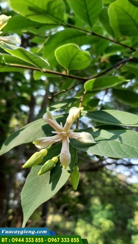 cay_long_muc_thung_muc_Wrightia_annamensis Cây lồng mức, thừng mực Wrightia annamensis