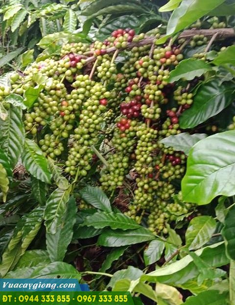 Giống cà phê cao sản TR9