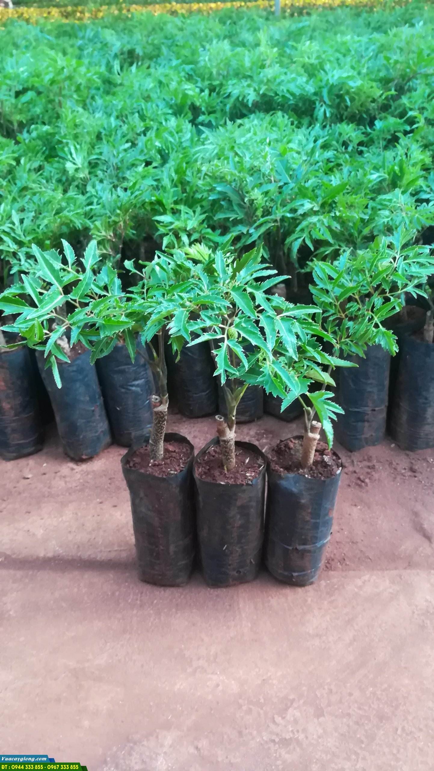 cung cấp cây giống đinh lăng nếp lá nhỏ cung cấp cây giống đinh lăng nếp lá nhỏ