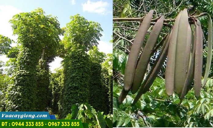 Trồng núc nác làm trụ tiêu (nọc tiêu) Trồng núc nác làm trụ tiêu (nọc tiêu)