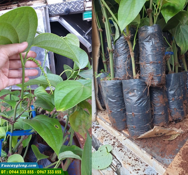 cay_giong_tieu_ac_srilanka Hình ảnh thực tế cây giống tiêu ác Srilanka