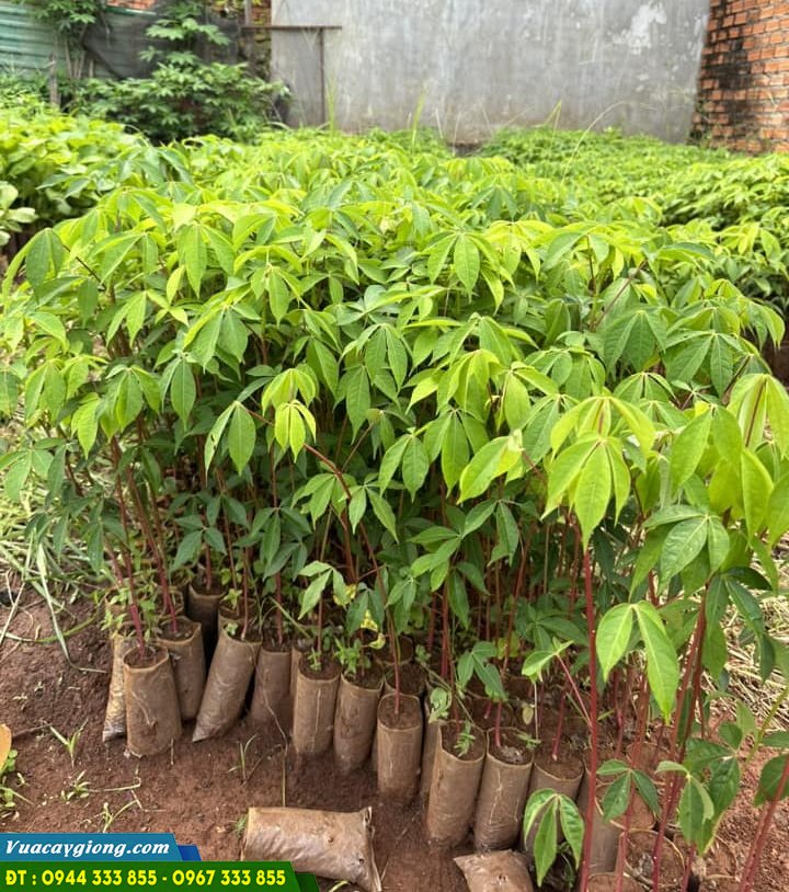 cay_gon_cay_bong_gon_giong Cung cấp cây giống gòn (cây giống bông gòn)