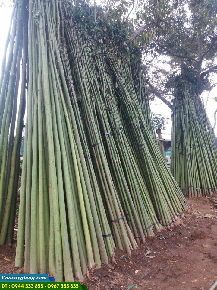 cay_gon_lon_lam_tru_tieu Cây gòn lớn làm trụ tiêu