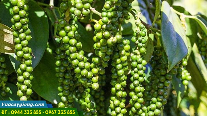 cung_cap_giong_tieu_ac Cung cấp giống tiêu ác (Srilanka, vĩnh linh, tiêu trâu)
