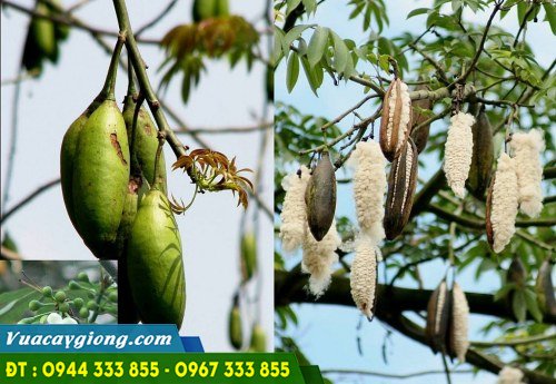 dac_diem_cay_bong_gon_cay_gon Đặc điểm cây bông gòn (cây gòn)