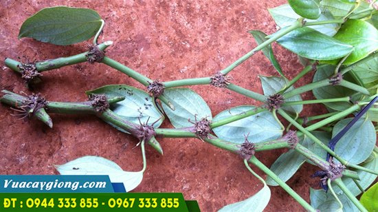 day_tieu_ac_vinh_linh Dây tiêu ác (giống tiêu vĩnh linh)