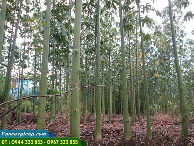 ky_thuat_trong_cay_bong_gon Kỹ thuật trồng cây bông gòn