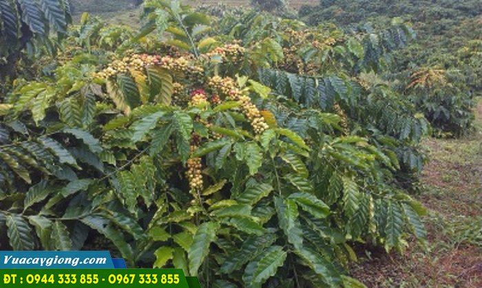 ca_phe_xanh_lun_ts5_hinh_2 Cây cà phê xanh lùn TS5