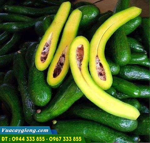 bo_sap_da_xanh_qua_dai_034 Bơ sáp da xanh quả dài 034