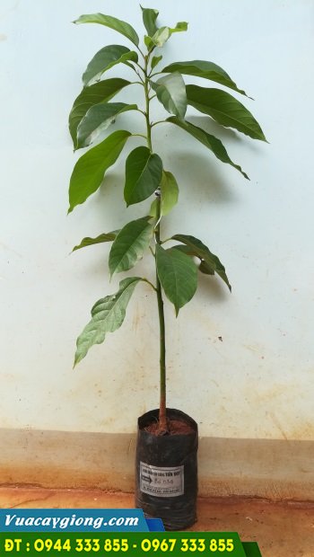 cây giống bơ 034 cây giống bơ 034