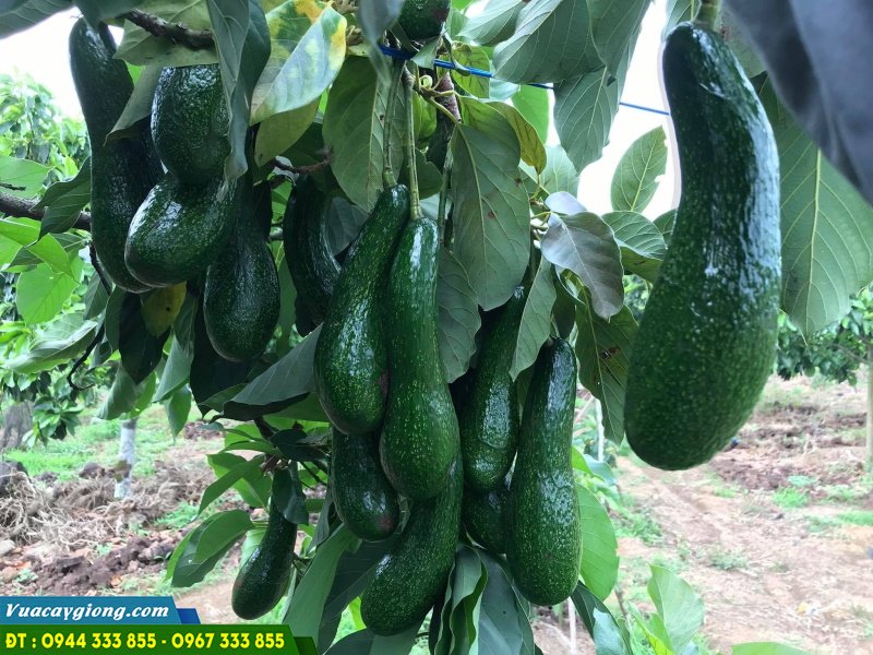 giong_bo_034_trai_dai Giống bơ 034 trái dài