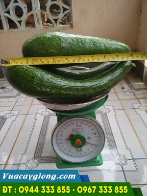 trai_bo_034 Trái bơ sáp 034