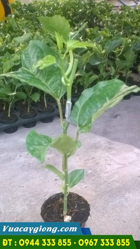cay_giong_chanh_day_dai_loan_dai_nong_1_1 Cây giống chanh dây tím đài nông 1