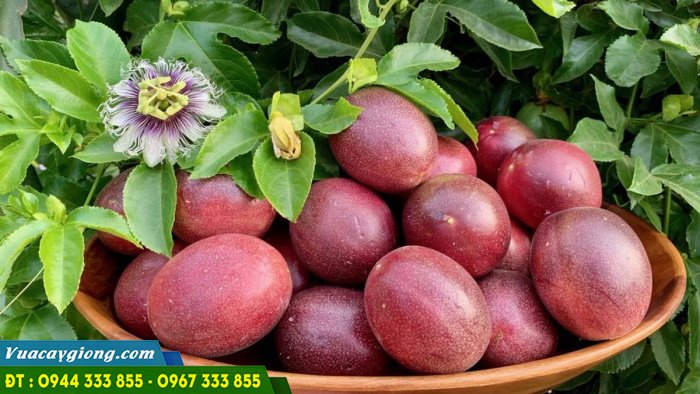 giong_chanh_day_tim_dai_loan Giống chanh dây tím Đài Loan