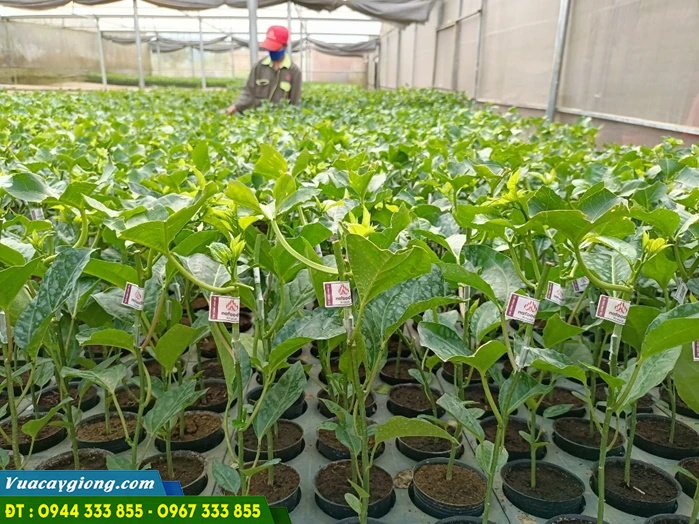 giong_chanh_day_tim_dai_nong_1 Giống chanh dây tím Đài Nông 1