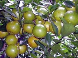 Giống quýt đường