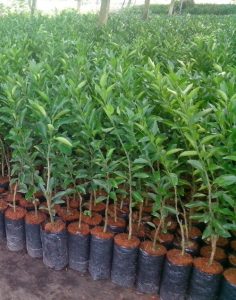 Cây giống quýt đường