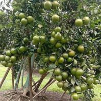 Giống cây quýt đường (quýt ngọt)