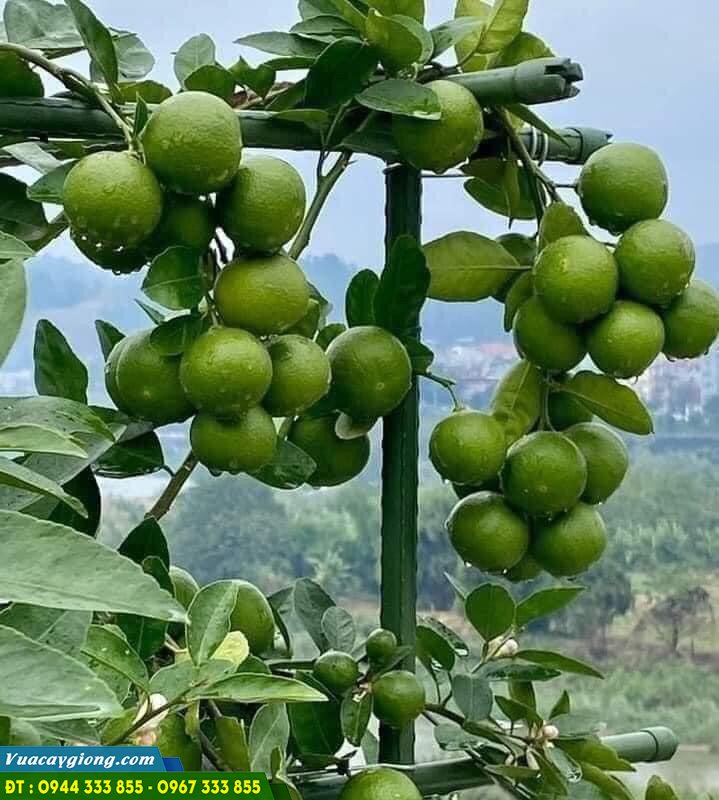 giong_chanh_khong_hat_trai_chum Giống chanh không hạt trái chùm