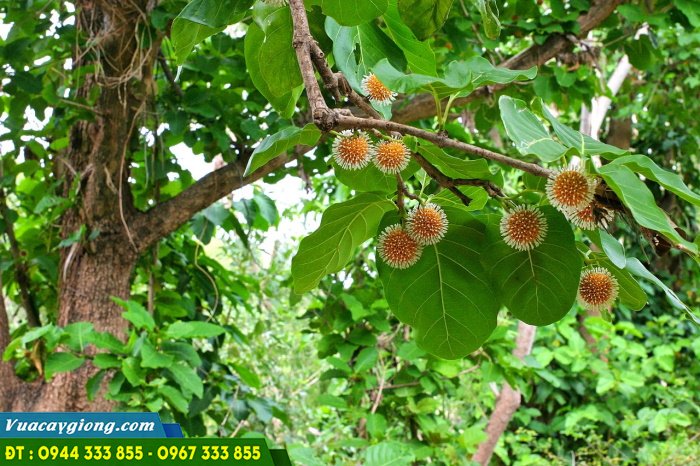 Cay_gao_vang_Nauclea_orientalis Cây gáo vàng Nauclea orientalis