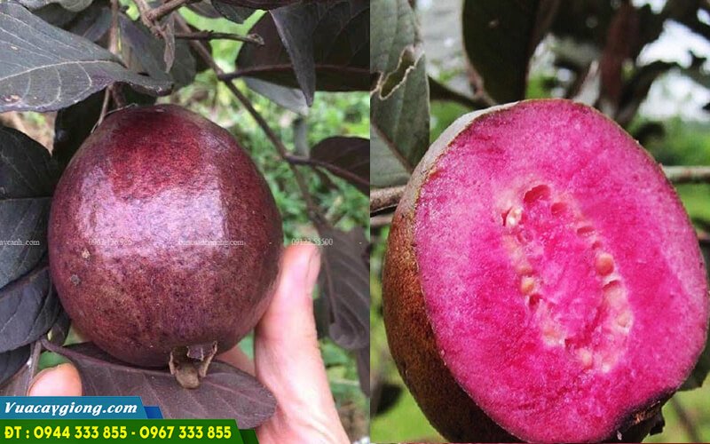 Giong_oi_moi_oi_tim_ma_lai Giống ổi mới: Ổi tím Mã Lai