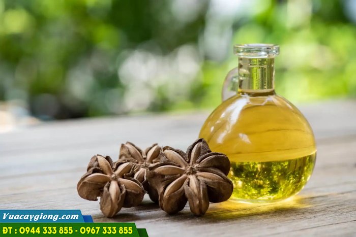 dau_sachi_san_pham_tot_cho_suc_khoe Dầu sachi - Sản phẩm tốt cho sức khỏe