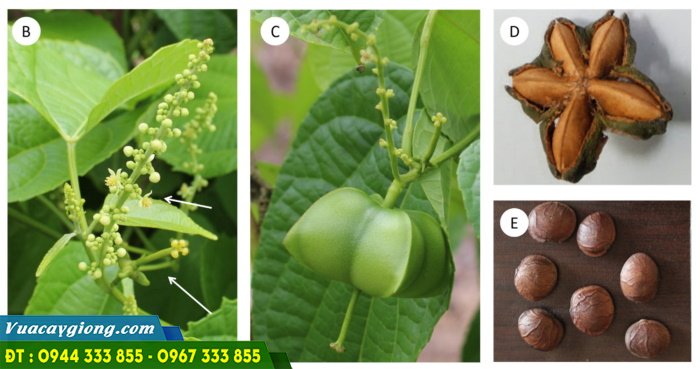 giong_cay_sachi_sacha_inchi Giống cây sachi (sachi inchi)