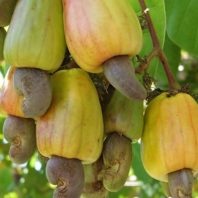 Giống điều AB29 trái chùm năng suất cao