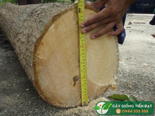 Hình ảnh gỗ cây gáo vàng
