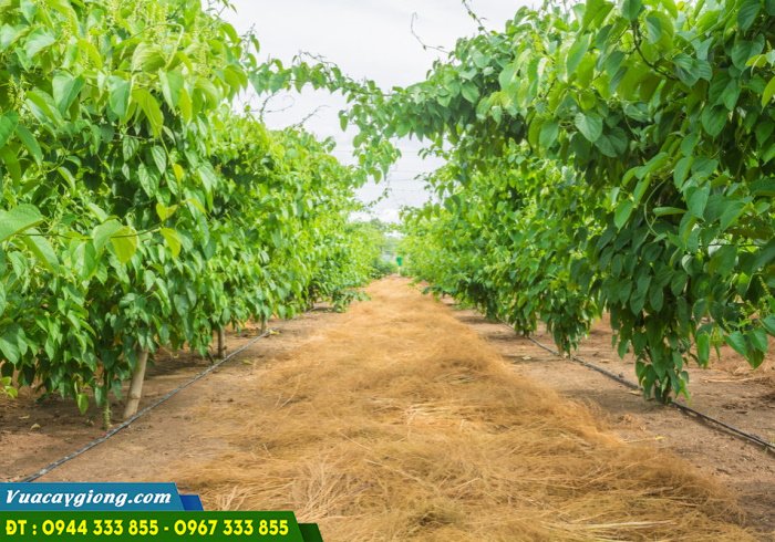 ky_thuat_trong_cay_sachi Kỹ thuật trồng cây sachi