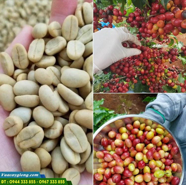 cung_cap_hat_giong_ca_phe Cung cấp hạt giống cà phê TR4, TR9, xanh lùn, cà dây...