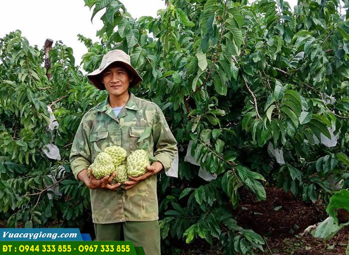 na_thai_laCây na thái trồng ở gia lain Cây na thái trồng ở gia lai