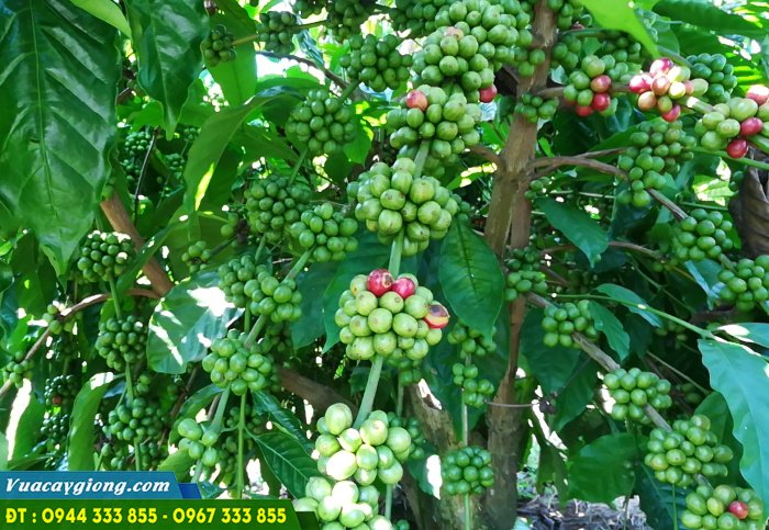 giong_ca_phe_day_thuan_an Giống cà phê dây thuận an