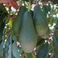 Hình ảnh giống bơ Pin (Pinkerton)
