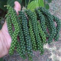 Giống tiêu Sri lanka năng suất cao