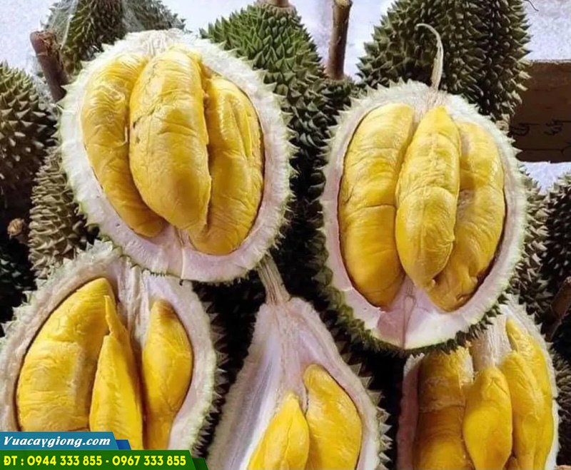 Sau_rieng_Musang_King_d197 Sầu riêng Musang King D197