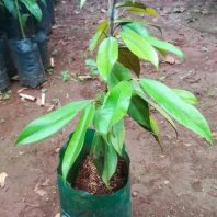 Cây giống sầu riêng Musang King