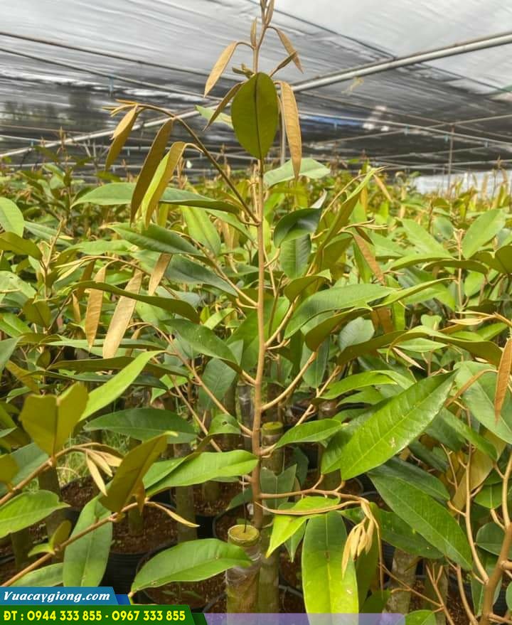 cay_giong_sau_rieng_musang_king_d197 Cây giống sầu riêng musang king d197
