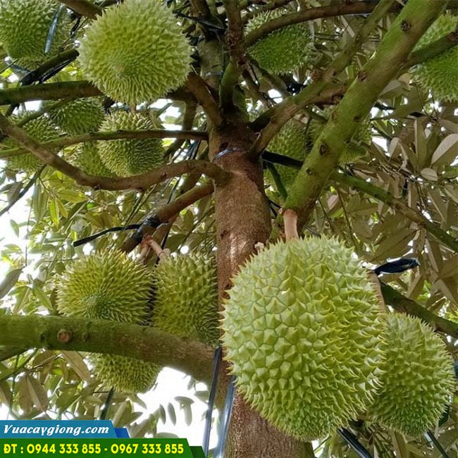 cay_sau_rieng_ri_6_da_xanh Cây sầu riêng Ri 6 da xanh