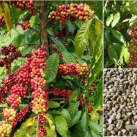 Cung cấp hạt giống cà phê chất lượng
