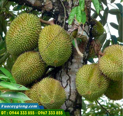 giong_sau_rieng_musang_king_d197 Giống sầu riêng Musang King D197